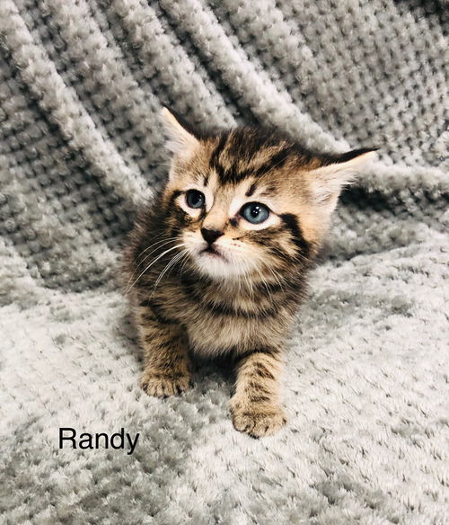 Randy