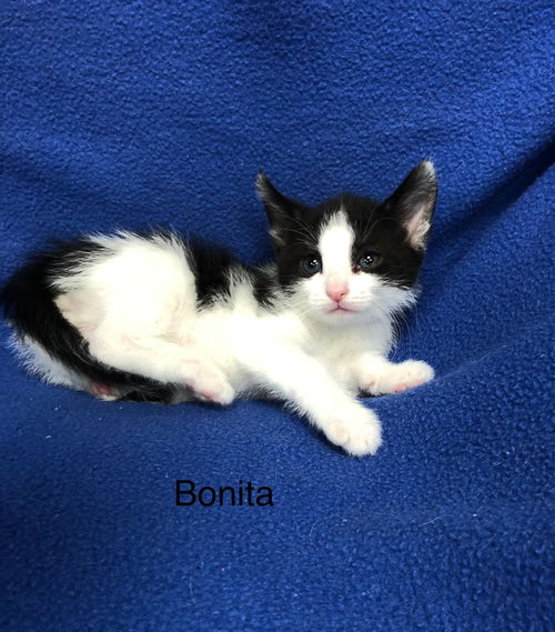 Bonita
