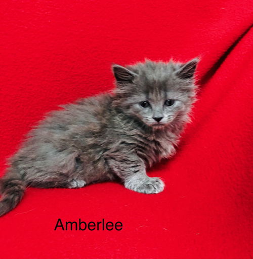 Amberlee