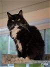 adoptable Cat in buford, ga, GA named Flops