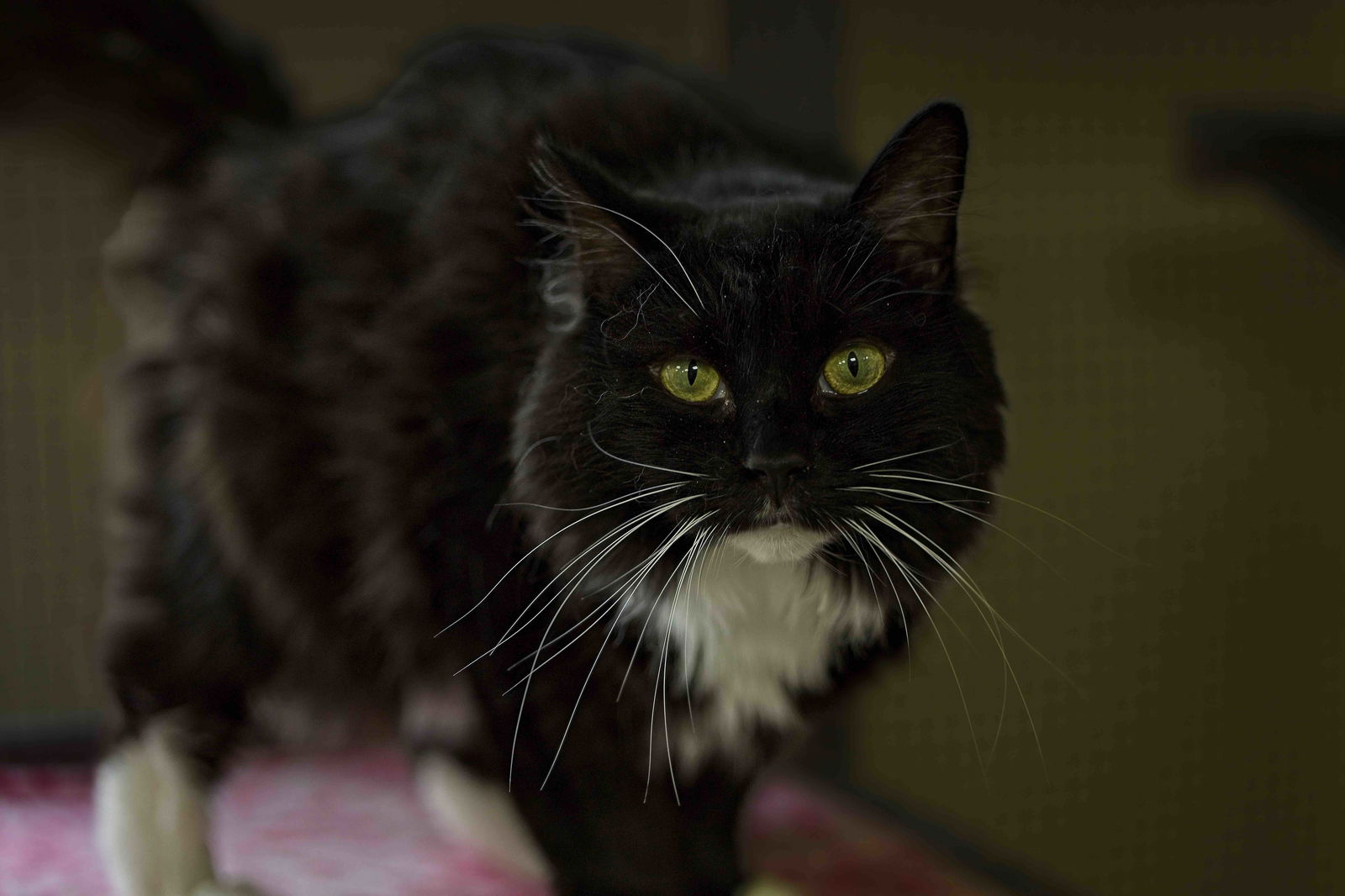 adoptable Cat in Buford, GA named Flops