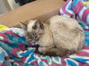 Trixie