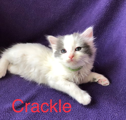 Crackle