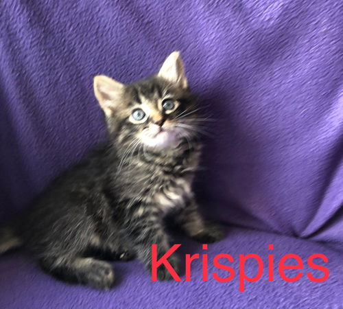 Krispies