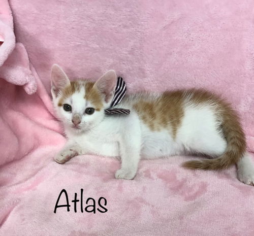 Atlas