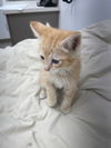 Erroll