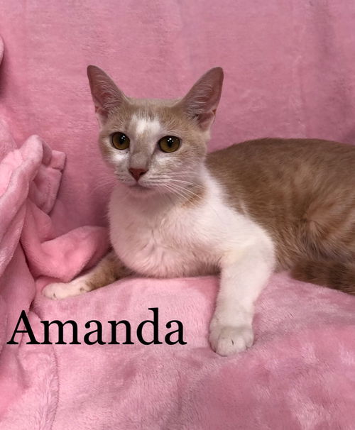 Amanda