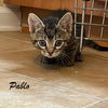 Pablo