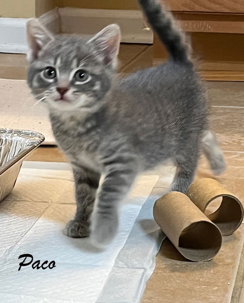 Paco