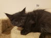 Jiji