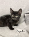 Capella