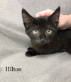 Hilton
