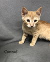 Conrad