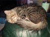 adoptable Cat in Buford, GA named Alex