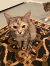 Keisha