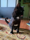 Sox, Amazing Rescue Boy
