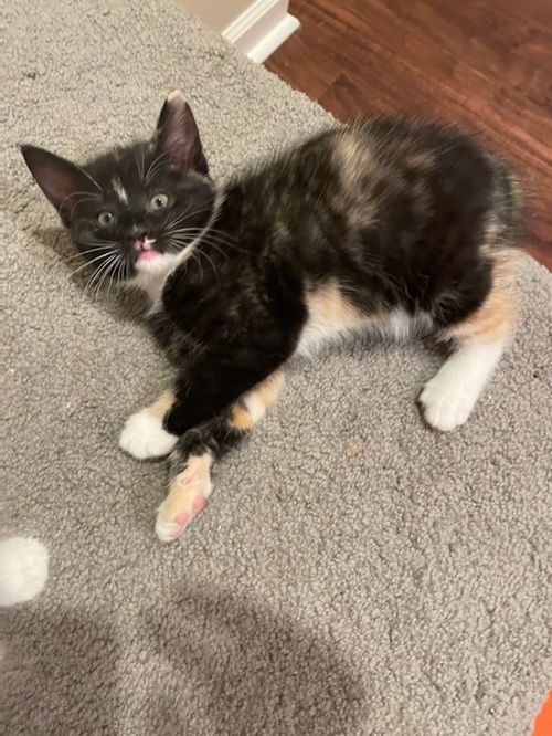 Tizzie