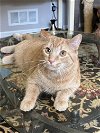 adoptable Cat in buford, GA named Mandarin