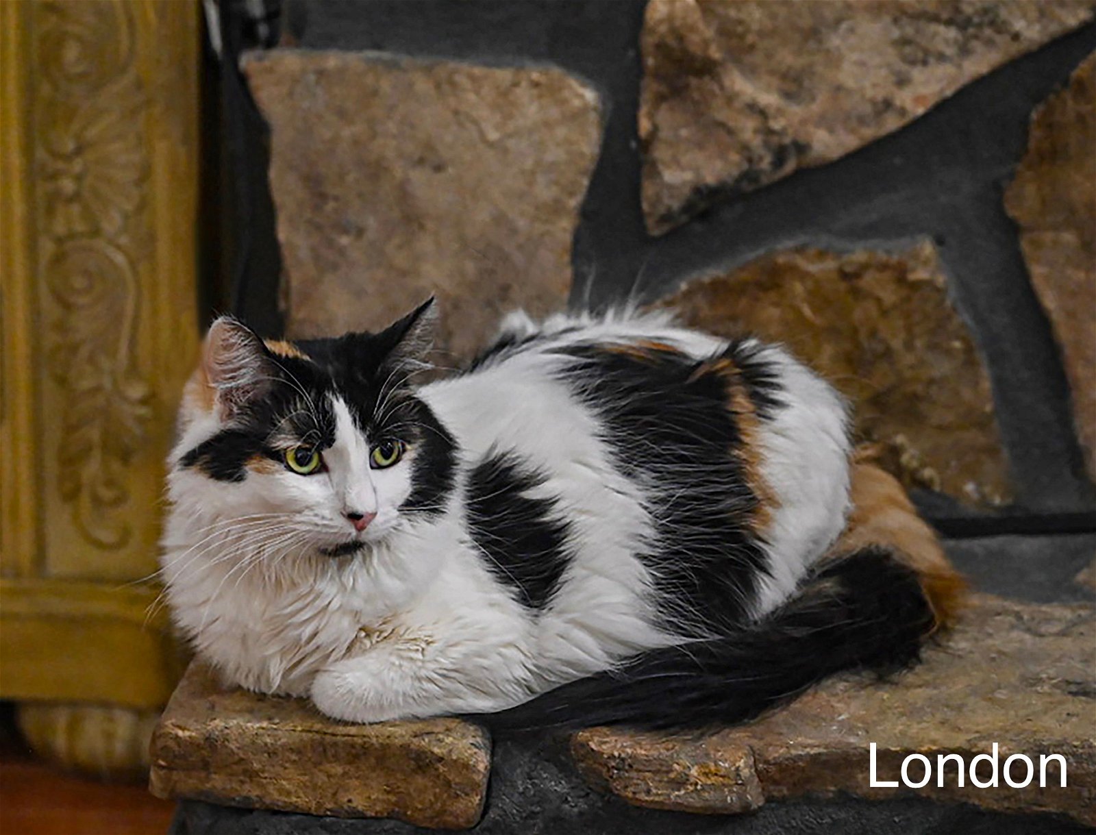 adoptable Cat in Buford, GA named London
