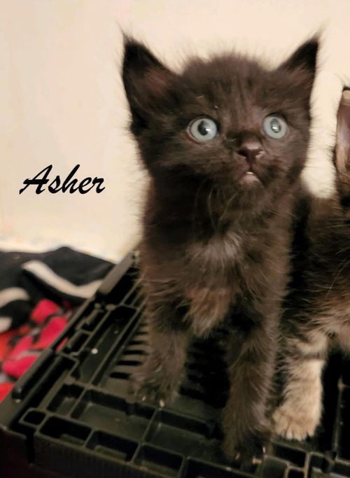 Asher