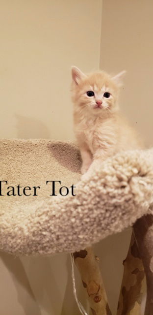 Tater Tot