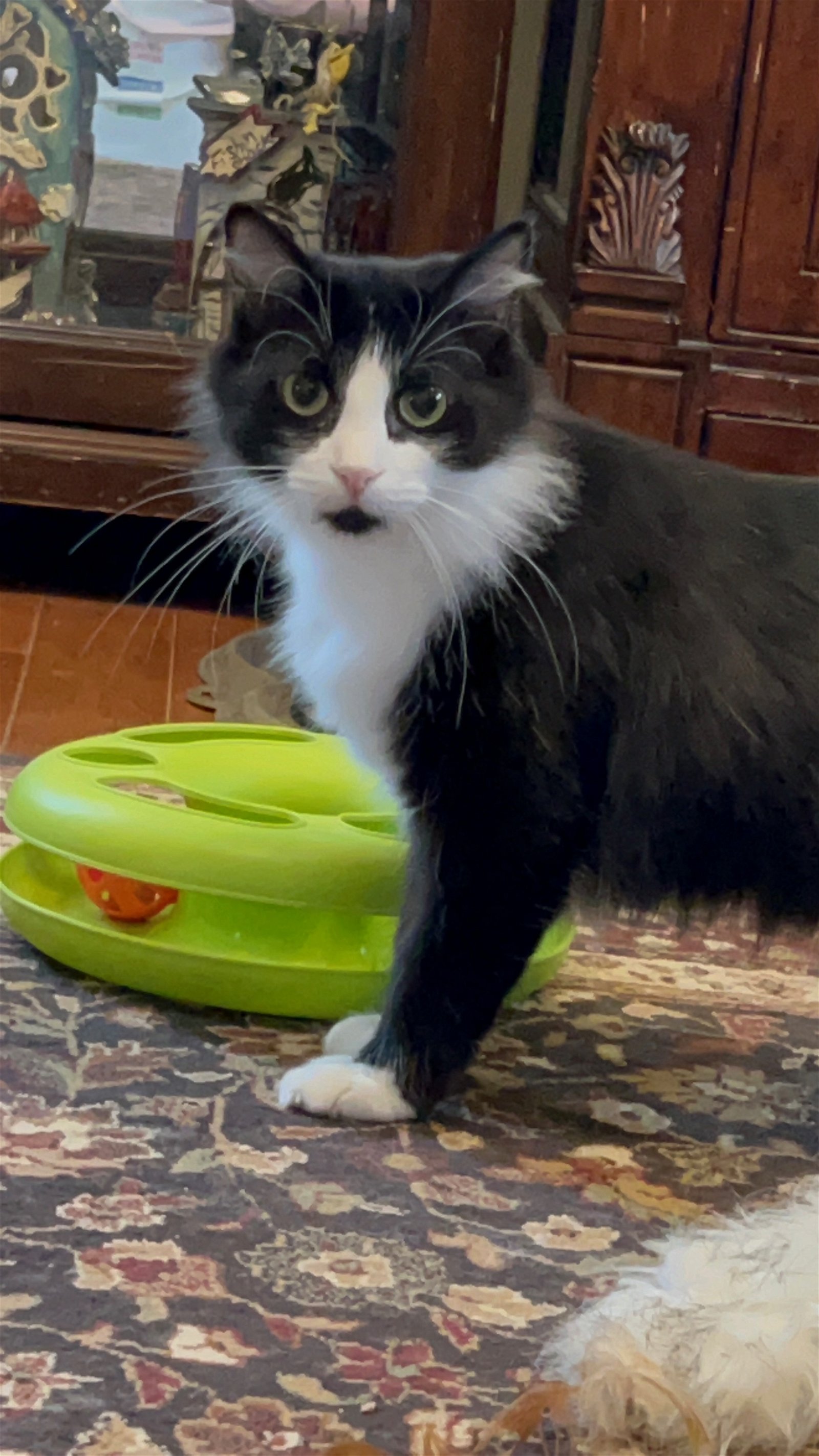adoptable Cat in Buford, GA named Marinette