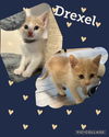 Drexel