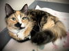 Cleo