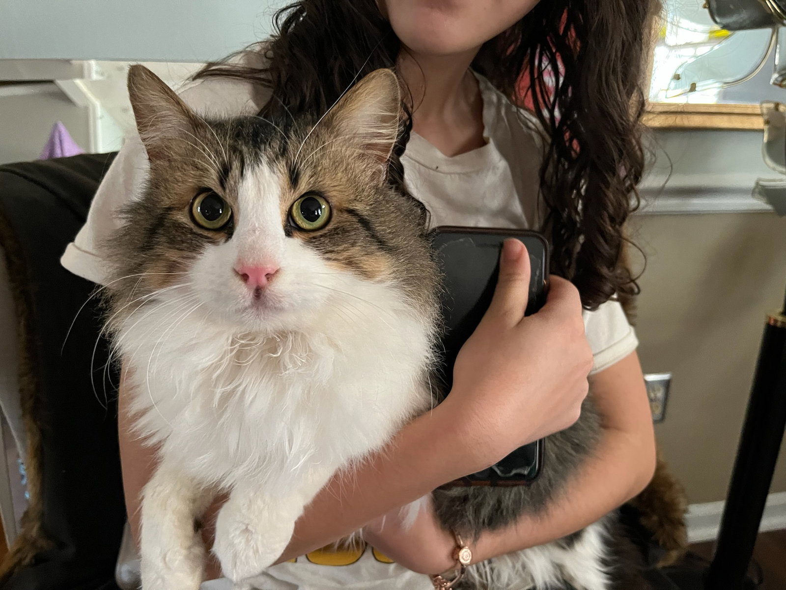 Cats for Adoption in Atlanta, Alpha Paw