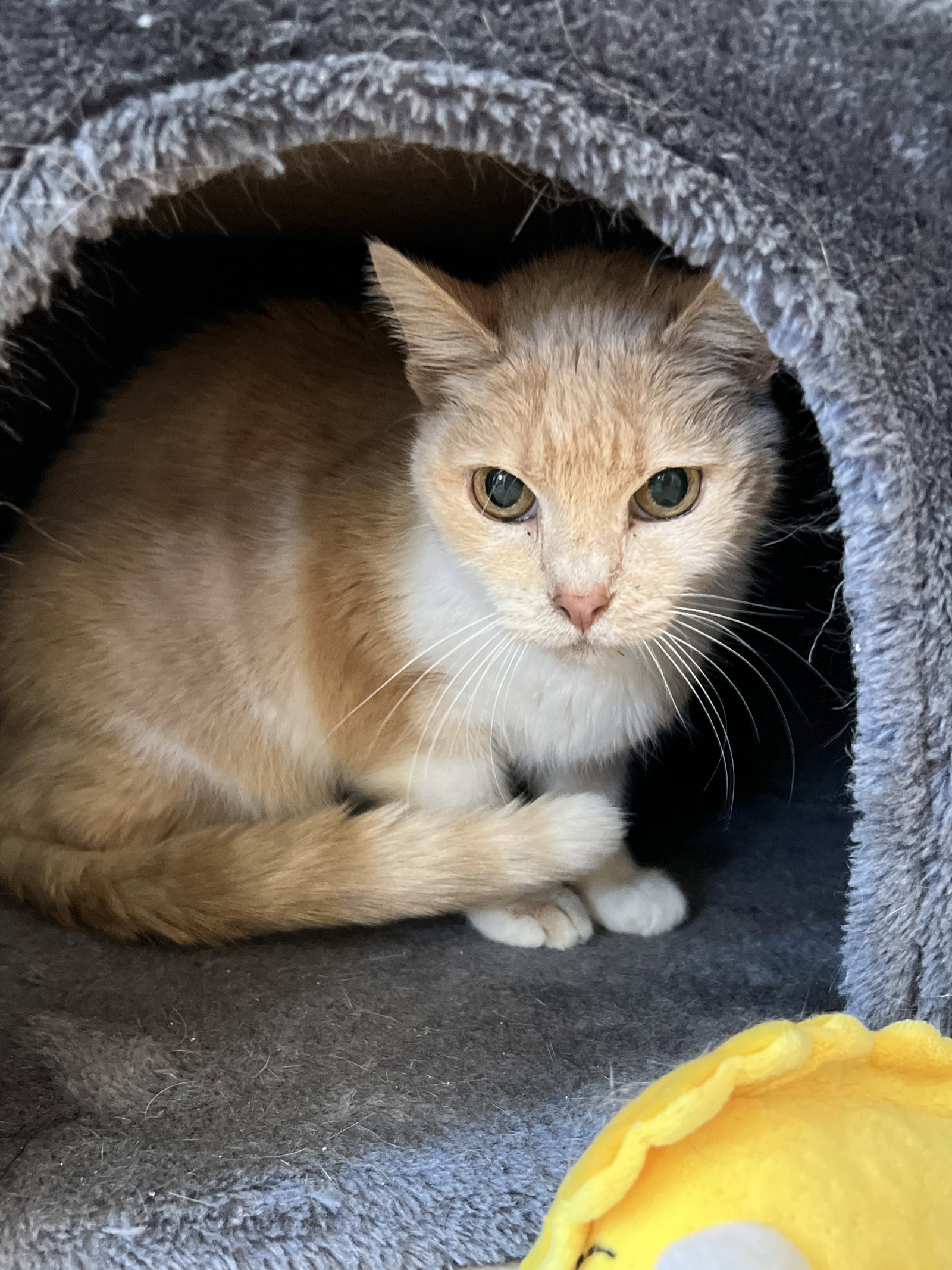 Cats for Adoption in Dahlonega, Alpha Paw
