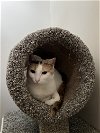 adoptable Cat in buford, GA named Mimi