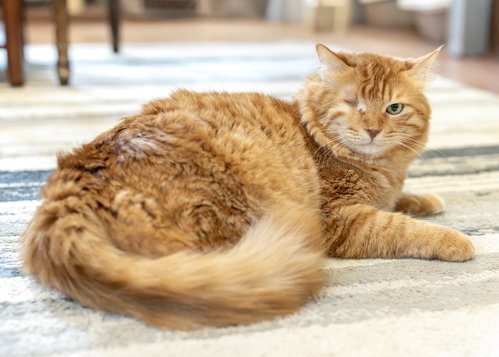 Mango, a cat for adoption from CatRangers