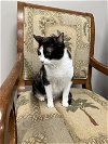 adoptable Cat in Buford, GA named Betsy