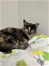adoptable Cat in Buford, GA named Callie