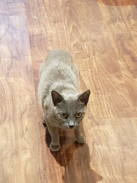 Blueberry