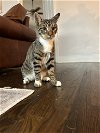 adoptable Cat in buford, GA named Puffer