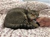 adoptable Cat in buford, GA named Shrimp