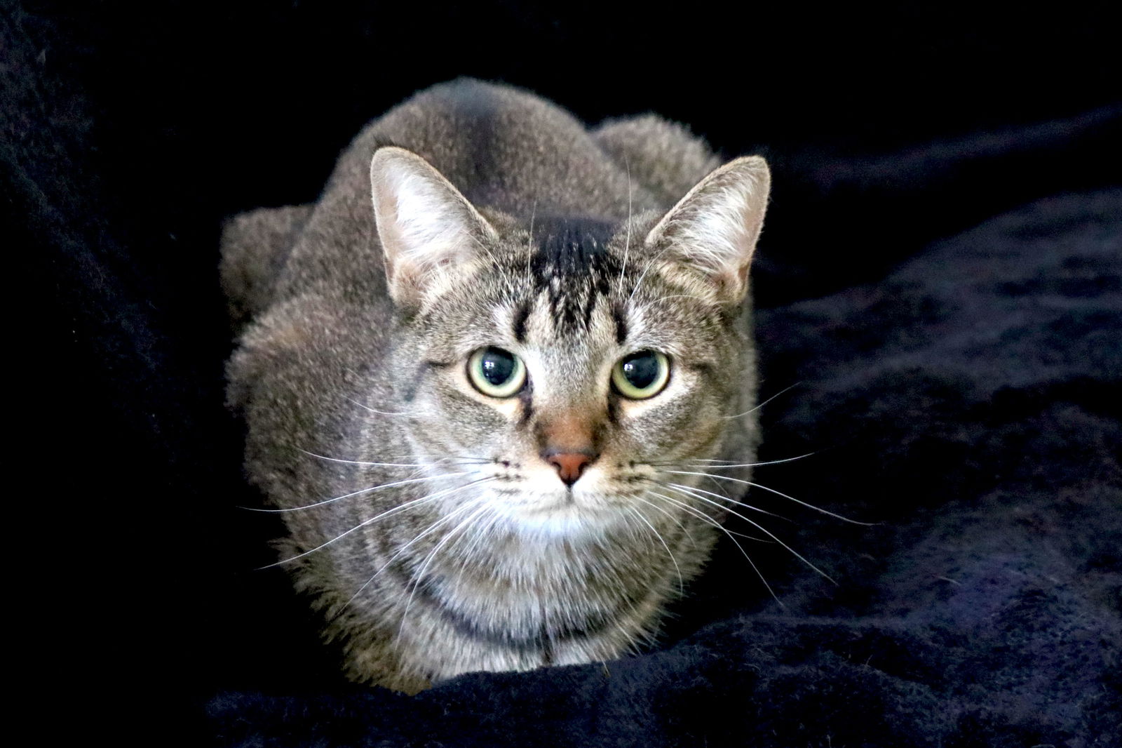 adoptable Cat in Buford, GA named Shrimp