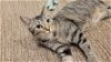 adoptable Cat in Buford, GA named Artic