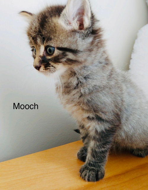 Mooch