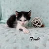 Trudi