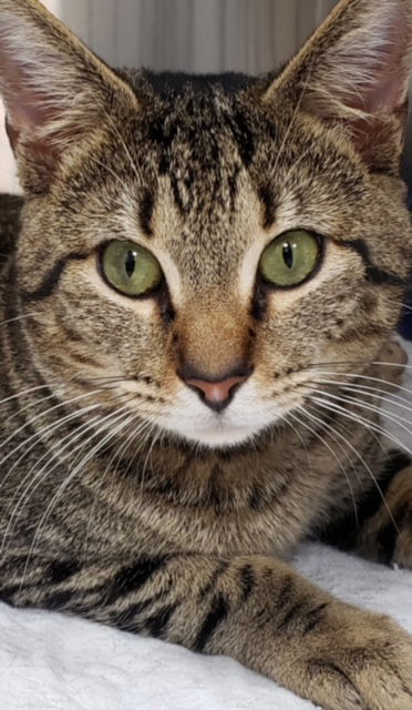 Tomas