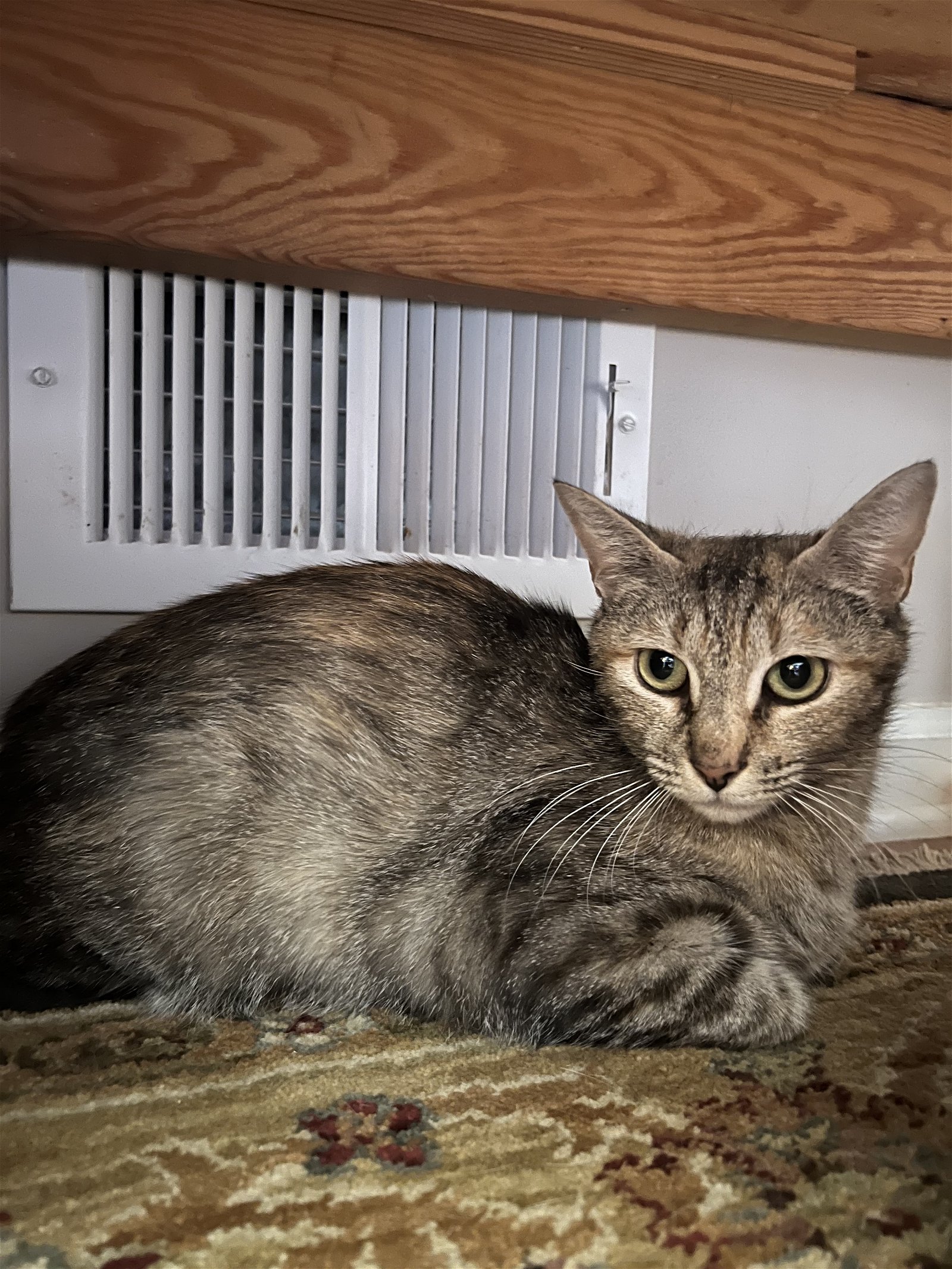 adoptable Cat in Buford, GA named Maybelle