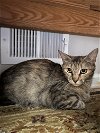 adoptable Cat in  named Maybelle
