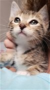 adoptable Cat in Buford, GA named Bunnykat