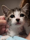 adoptable Cat in Buford, GA named Candykat