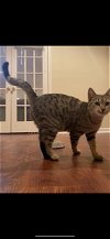 adoptable Cat in Buford, GA named Angelina