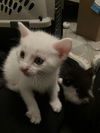 adoptable Cat in Buford, GA named Boo Boo Bear