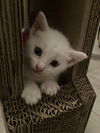 Boo Boo Bear