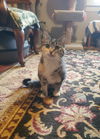 Pebbles